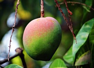 Kiedy jest się dojrzałym? Kiedy jest się dojrzałym?