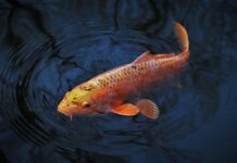 Która usługa Google jest wykorzystywana w przypadku wyszukiwania nowych osób z podobnymi profilami w ramach funkcji podobni odbiorcy? Która usługa Google jest wykorzystywana w przypadku wyszukiwania nowych osób z podobnymi profilami w ramach funkcji podobni odbiorcy?