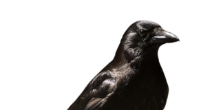 Ile lekarz może dać zwolnienia po szpitalu? Ile lekarz może dać zwolnienia po szpitalu?