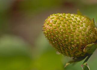 Czym jest dojrzałość umysłowa? Czym jest dojrzałość umysłowa?