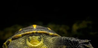 Jak rozwijać krytyczne myślenie u dzieci?