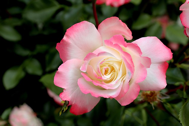 Ile kosztuje Podklejenie Retainera? Ile kosztuje Podklejenie Retainera?