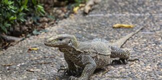 Czy ortopeda może wystawić skierowanie na zabiegi rehabilitacyjne?