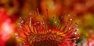 Jak można udrożnić gruczoły Meiboma?