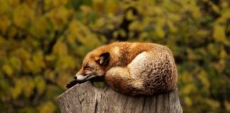 Komu pasują czerwone oprawki?