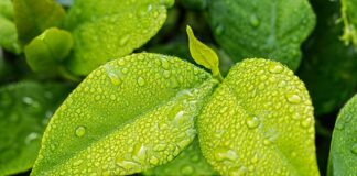 Co pochłania wilgoć w butach?