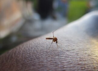 Kto założył Mosquito? Kto założył Mosquito?