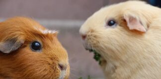 Co zrobić żeby włosy były gładkie?