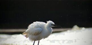 Dlaczego Puchną uszy od kolczyków?