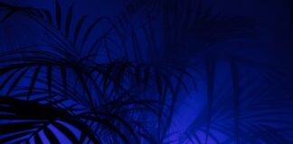 Co to znaczy Jegginsy?