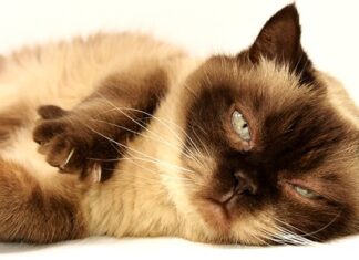 Jak się ubierać przy krótkich włosach?